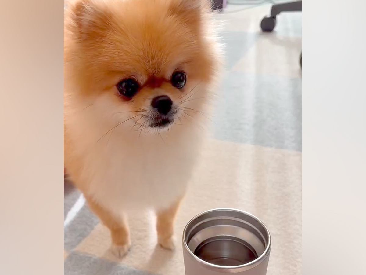 温かいお茶を飲んでいたら、犬が『湯気』を見て…犬生一周目すぎる『まさかの行動』が愛おしいと4万いいねの反響「可愛いｗｗ」「味したかな？」