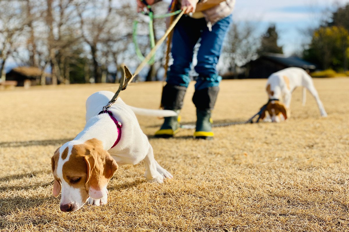 犬が満足できない『4つの散歩方法』愛犬にマイナスな効果を与える可能性も…