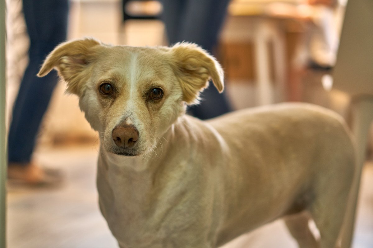 犬が『急に固まって動かなくなる時』の気持ち4つ