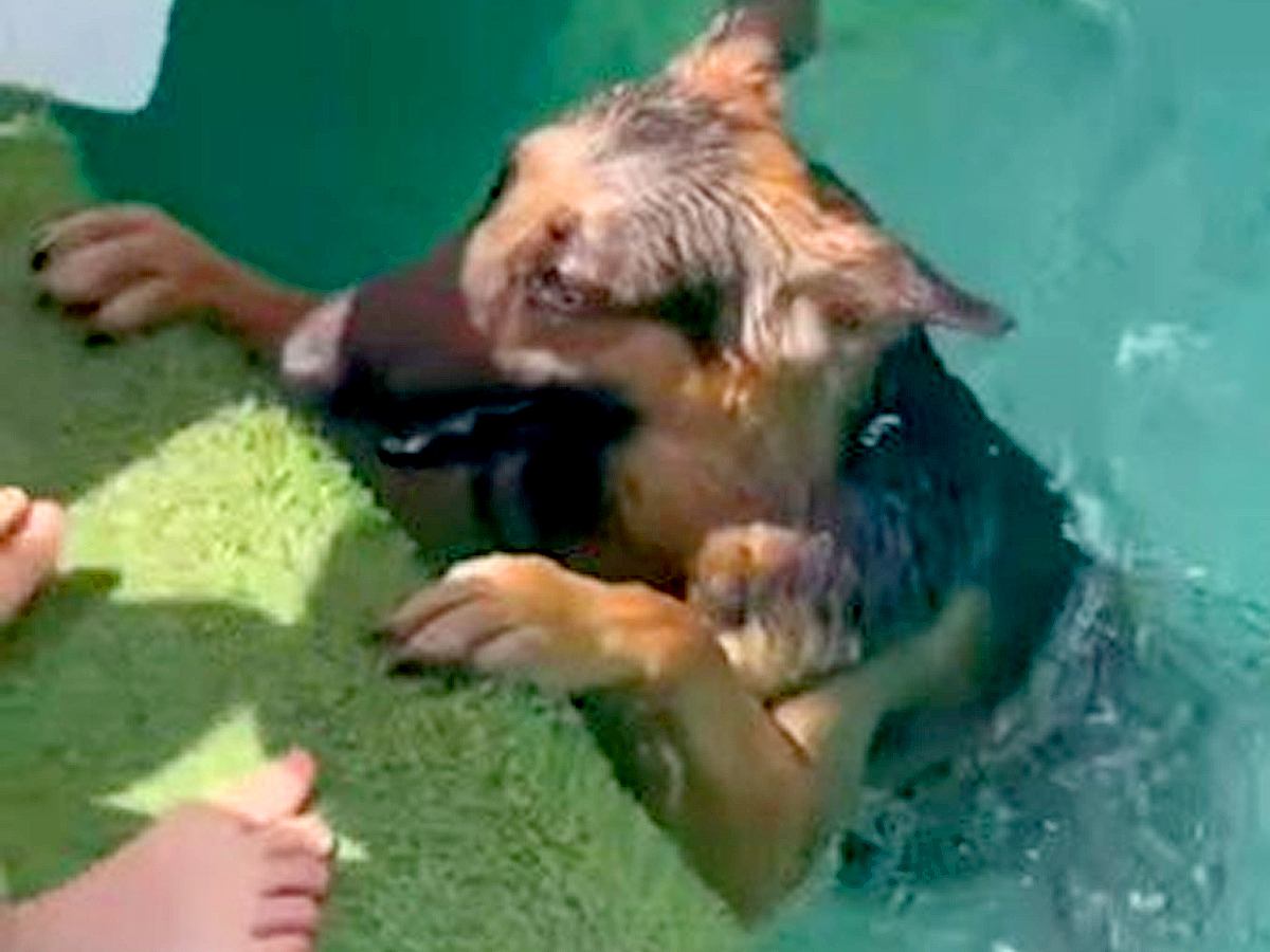 プールで泳げず『警察犬なのにどんくさい』と言われたワンコ→諦めずに特訓した結果…感動的な『まさかの結末』が5万再生「素晴らしい」と反響