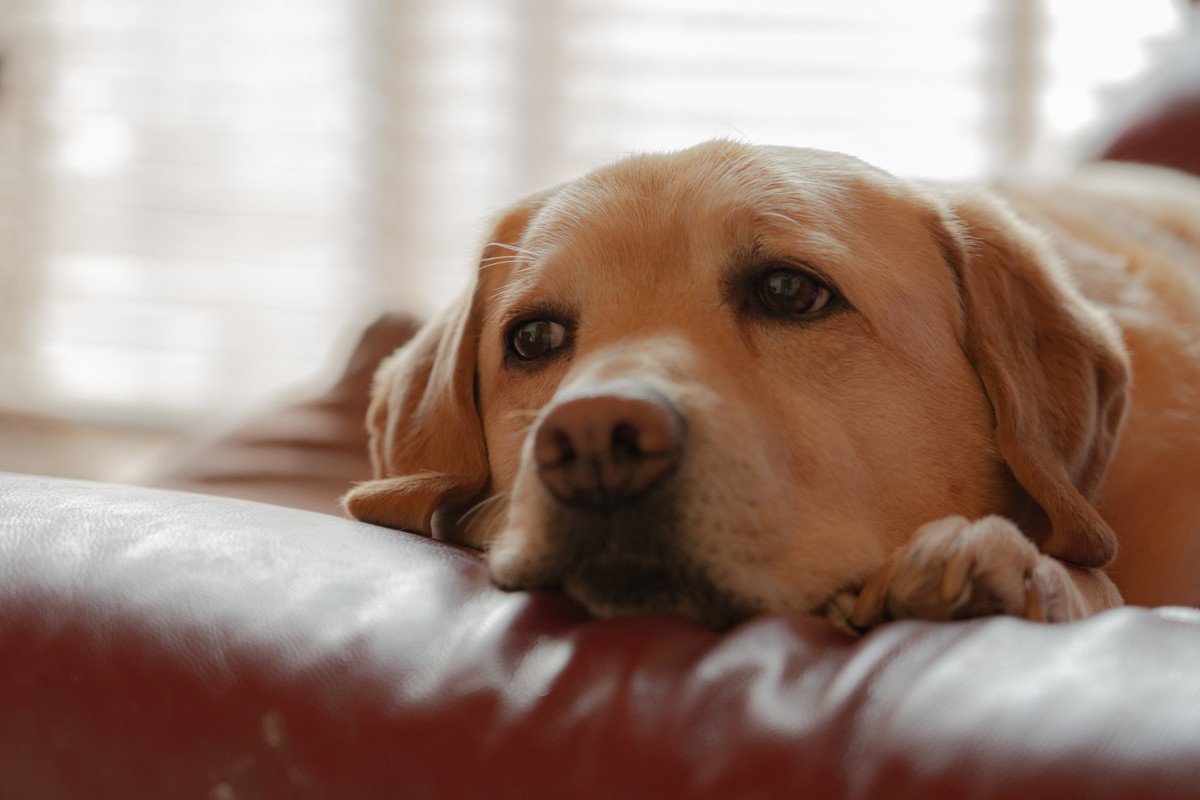 愛犬が『認知症』になっている時の仕草や行動５選