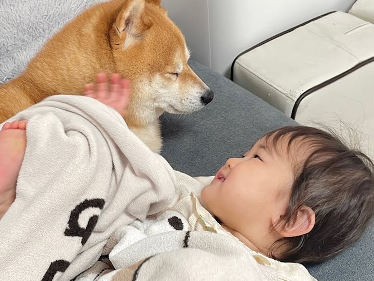 １歳の女の子が『ワンコと一緒にお昼寝したい』と言っていたら…あまりにも尊い『お誘いに乗ってあげる光景』が30万再生「愛が詰まってる」の声