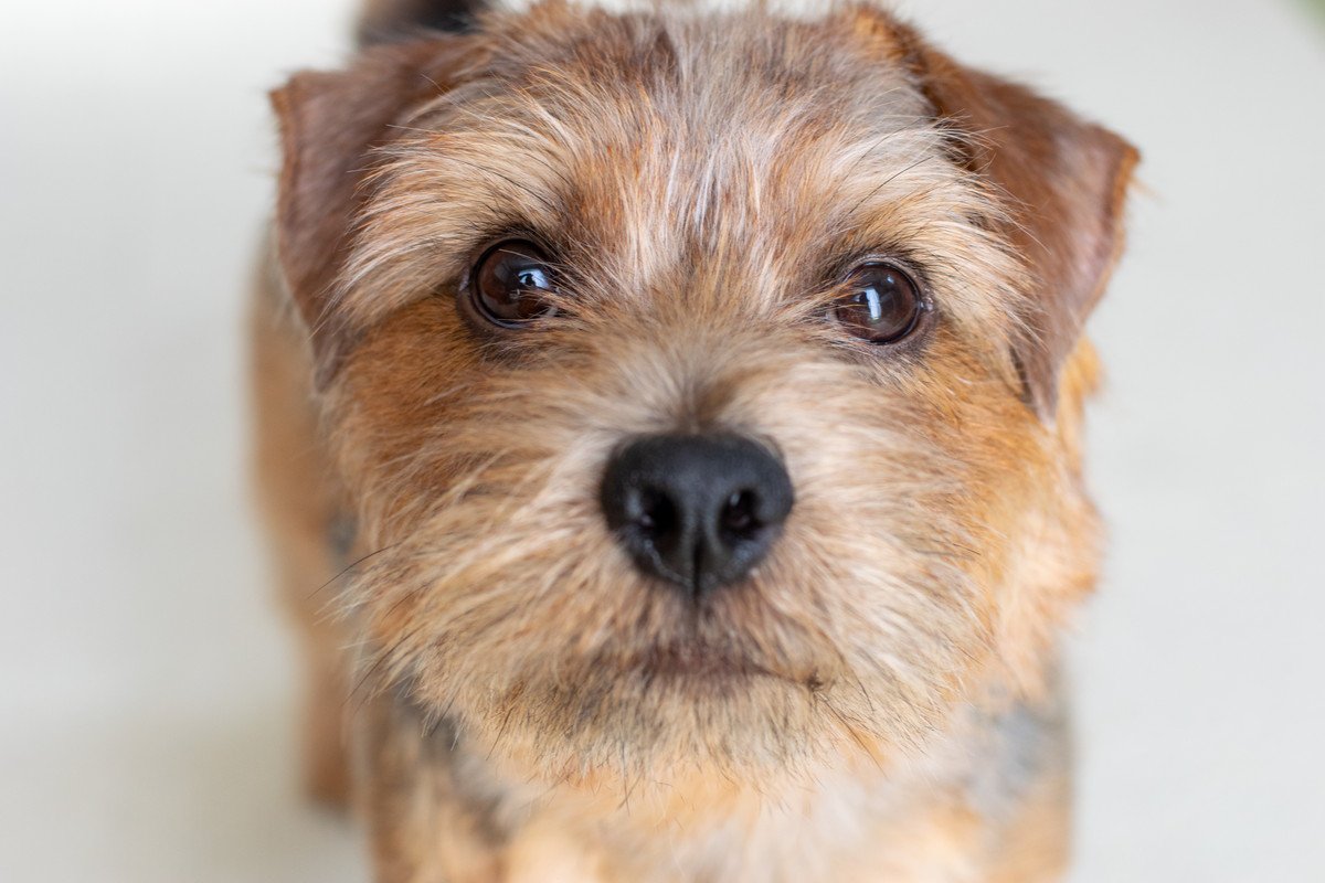 犬があなたに『期待』しているときのサイン4つ　目を輝かせている理由から適切な応え方まで