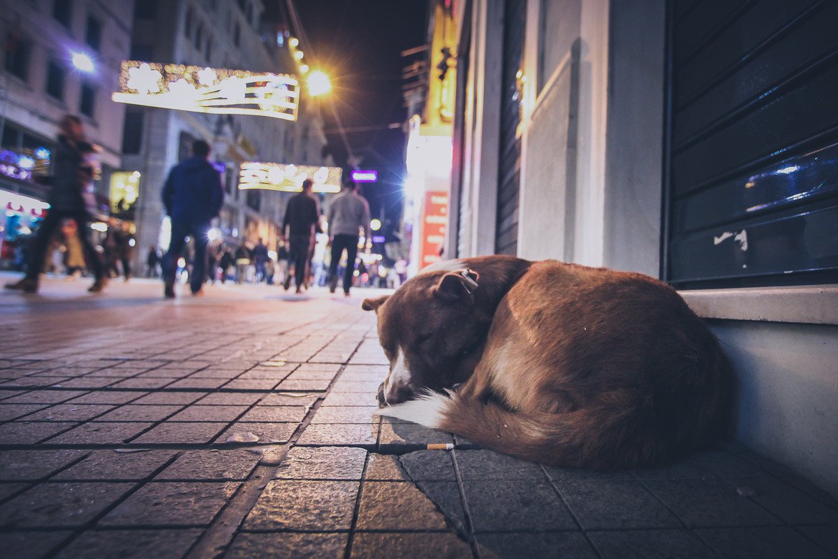 犬が『迷子』になってしまう原因とは？愛犬がいなくなってしまうのを防ぐ為に今からすべきことまで