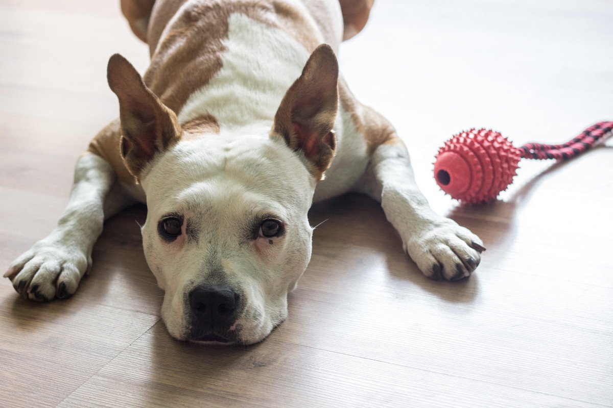 犬が「もう遊び飽きた」と言っている時のサイン4つ！よく見せる仕草や態度を解説