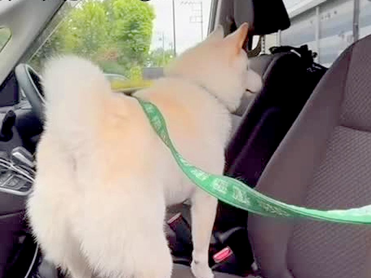 犬と別々で散歩に出発→『車でママが待っている』と勘違いして…心配のあまり見せた『まさかの行動』に感動「涙が止まらない」「家族想い」