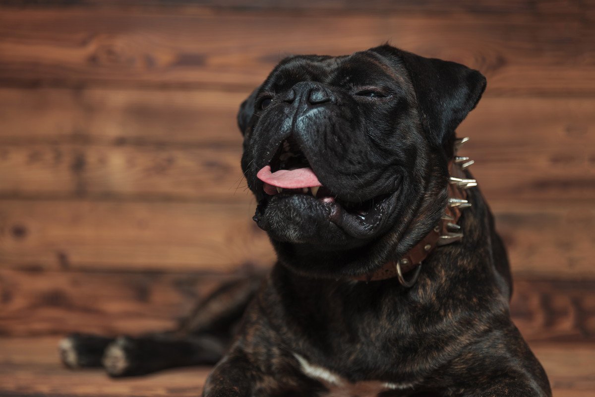 犬に嗅がせてはいけない『危険なニオイ』5選　愛犬にとっての悪影響や不快なときの仕草まで