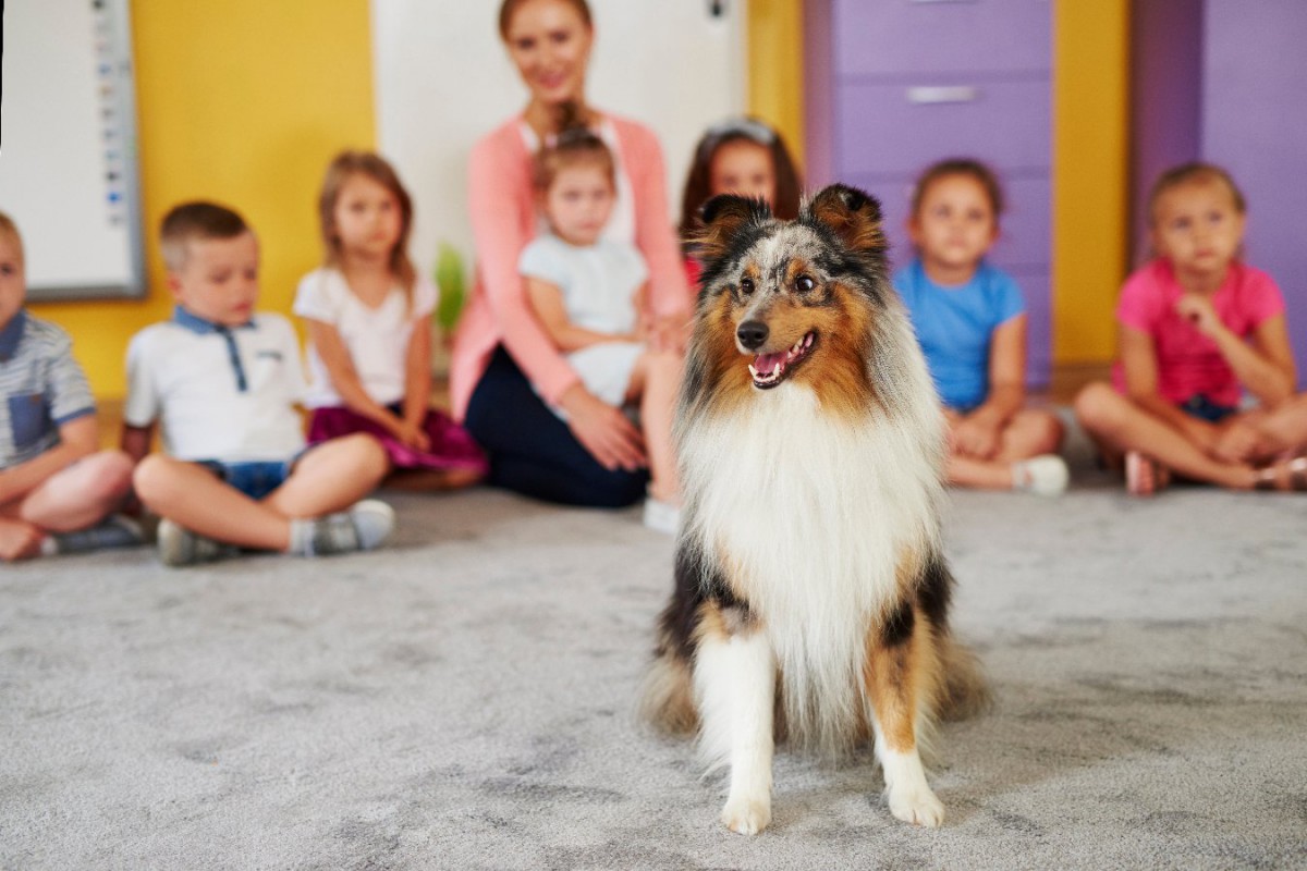 学校での犬とのセッションが児童のストレスを低下させる【研究結果】