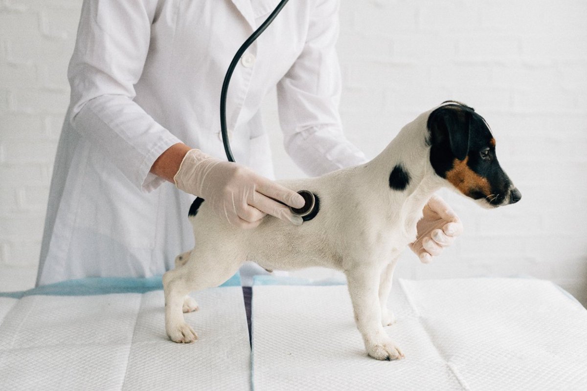 犬の慢性消化器疾患の診断指標を新しく開発