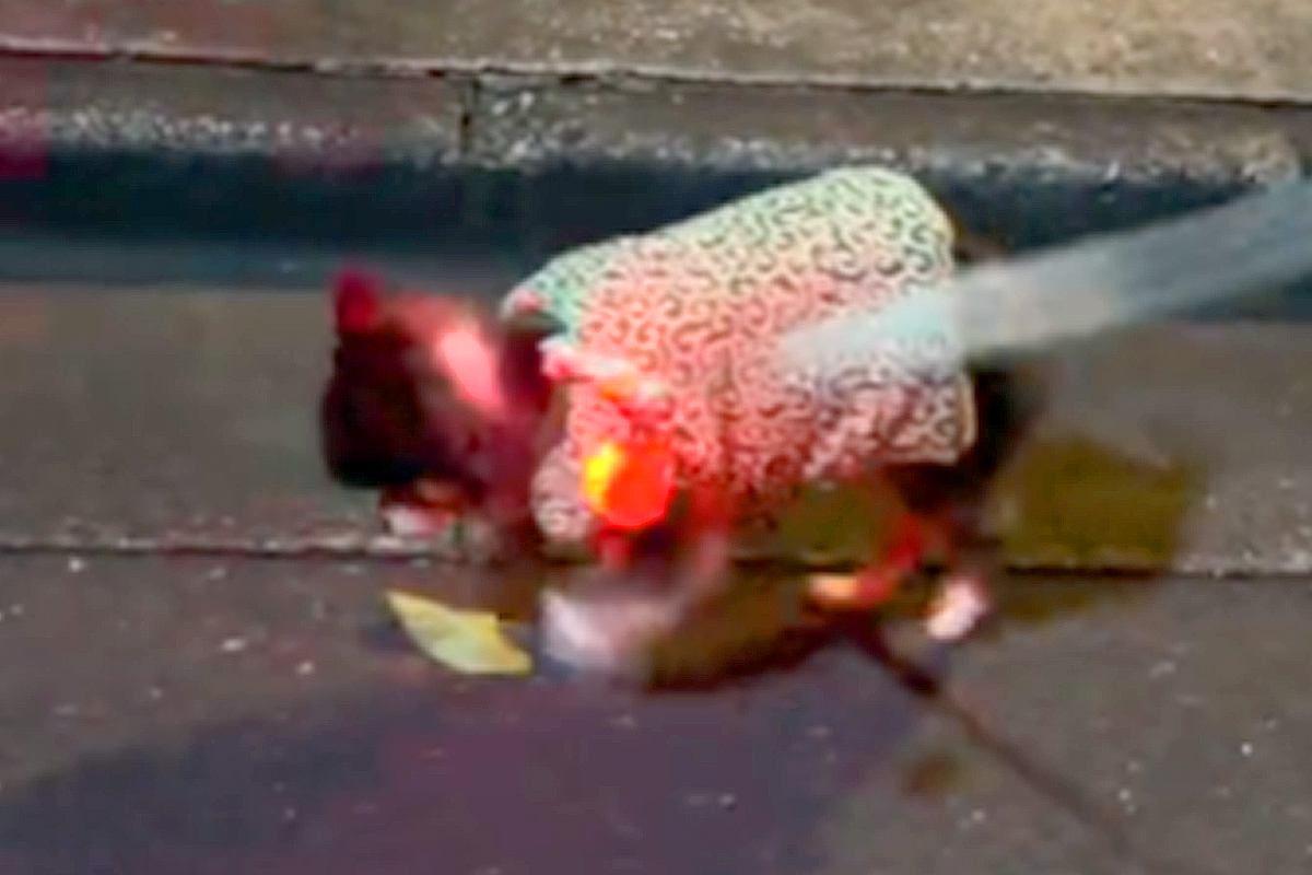 17歳のおじいちゃん犬→お散歩をしたら、ゆっくりと落ち葉を踏んで…とんでもなく尊い『歩き方』が147万再生「ゼンマイ式かな？」「涙出た」