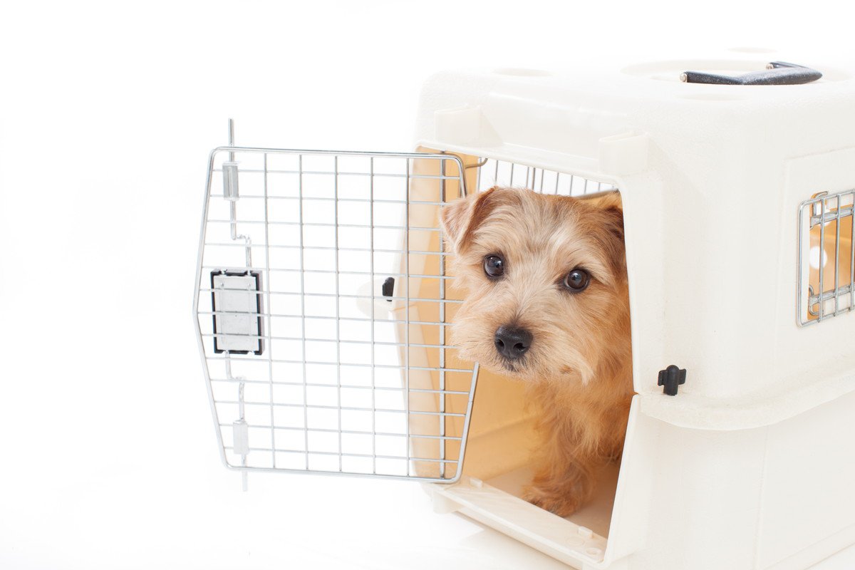 犬に『ハウス』を覚えさせるときの絶対NG行為4つ　愛犬に悪影響を与えかねない理由から正しい方法まで