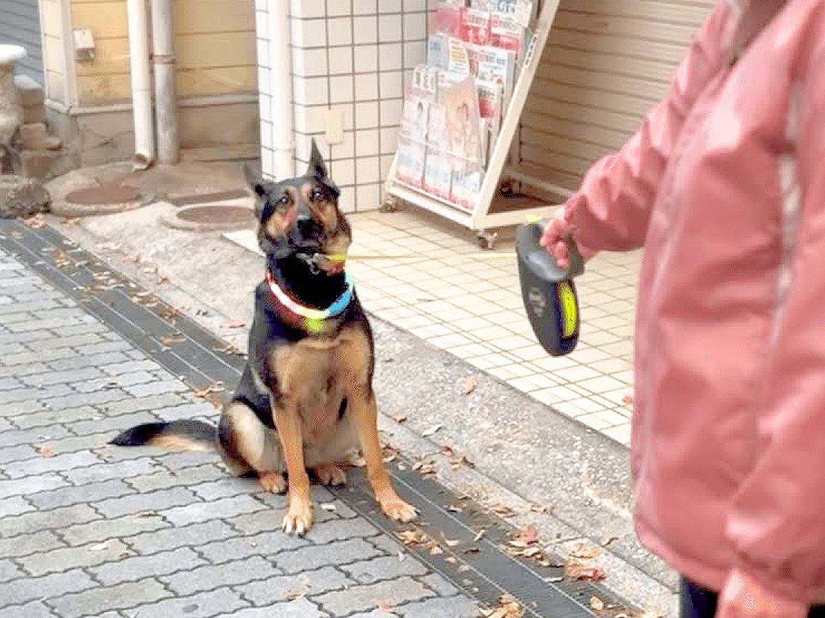 大型犬とお散歩をした結果…意外過ぎるギャップに2万2000人が悶絶「哀愁漂ってて笑った」「言葉の理解度が高すぎ」絶賛コメント続々