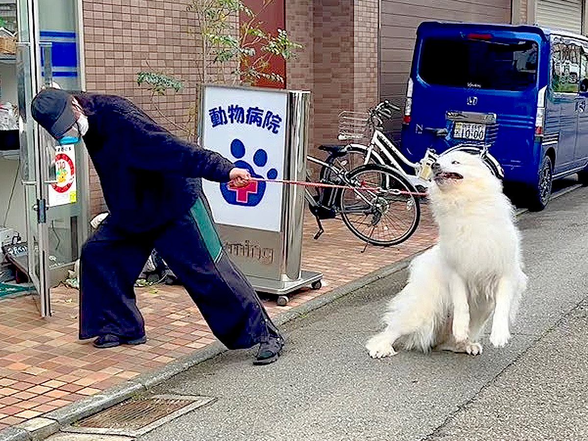 犬に『注射』させようと病院へ行った結果…想像の上をいく『拒否する姿』が必死過ぎると37万再生「入口でフェイントかけてて草」「可愛いｗ」