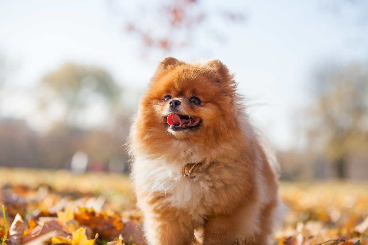 犬が『秋に体調を崩してしまう』理由4つ　寒暖差で具合が悪くなる原因とは？