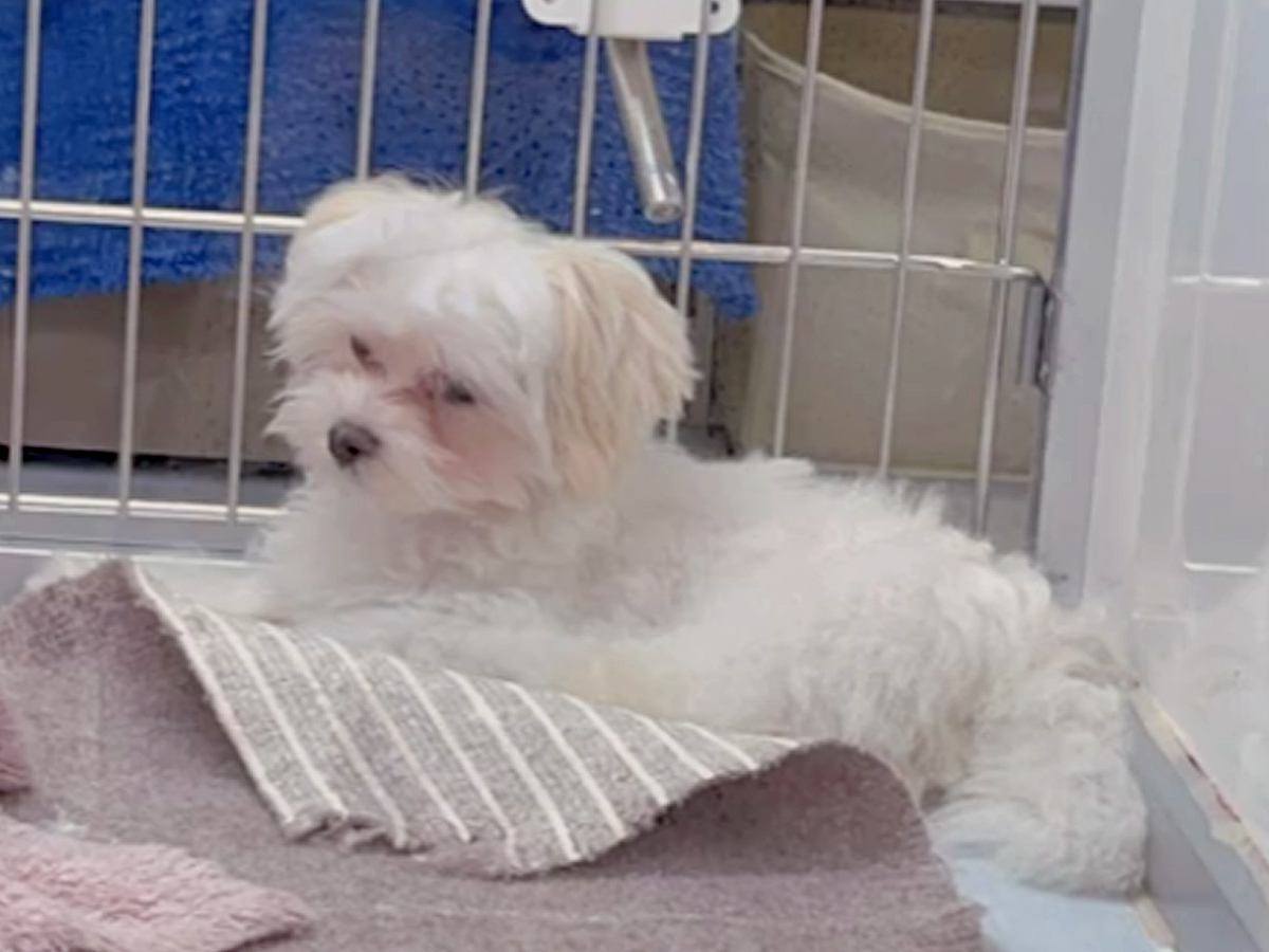 4ヶ月間売れ残り『9万円まで値下げられた犬』を飼った結果…『運命だった』と確信できる現在が72万再生「家族ができてよかった」「縁だね」