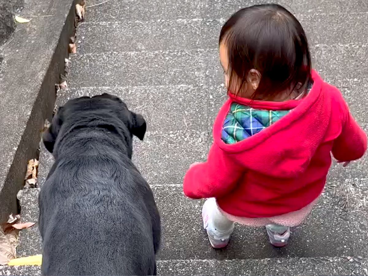 赤ちゃんが階段を下りようとしていたら、そばにいた大型犬が…心配で見せた『一生懸命に子守りする光景』が22万再生「なんて優しいの」「尊い」