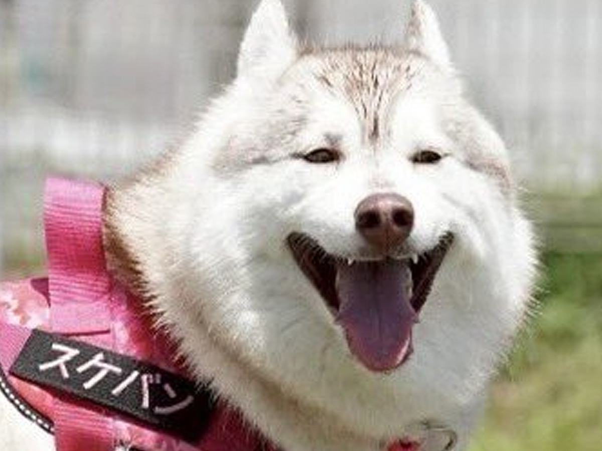 満面の笑みを浮かべるハスキー犬→実はお腹が…もはや笑うしかない『絶望的すぎる光景』に5万いいね集まる「吹いたｗ」「いい笑顔で草」と爆笑