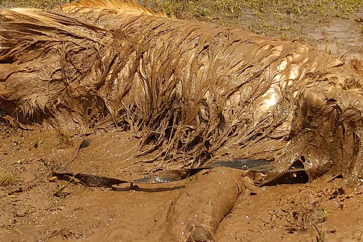 大型犬とドライブデートしていたら、20分後に…もはや犬とは思えない『衝撃の光景』が30万表示「大笑いしたｗｗ」「やり切ってドヤ顔なの草」