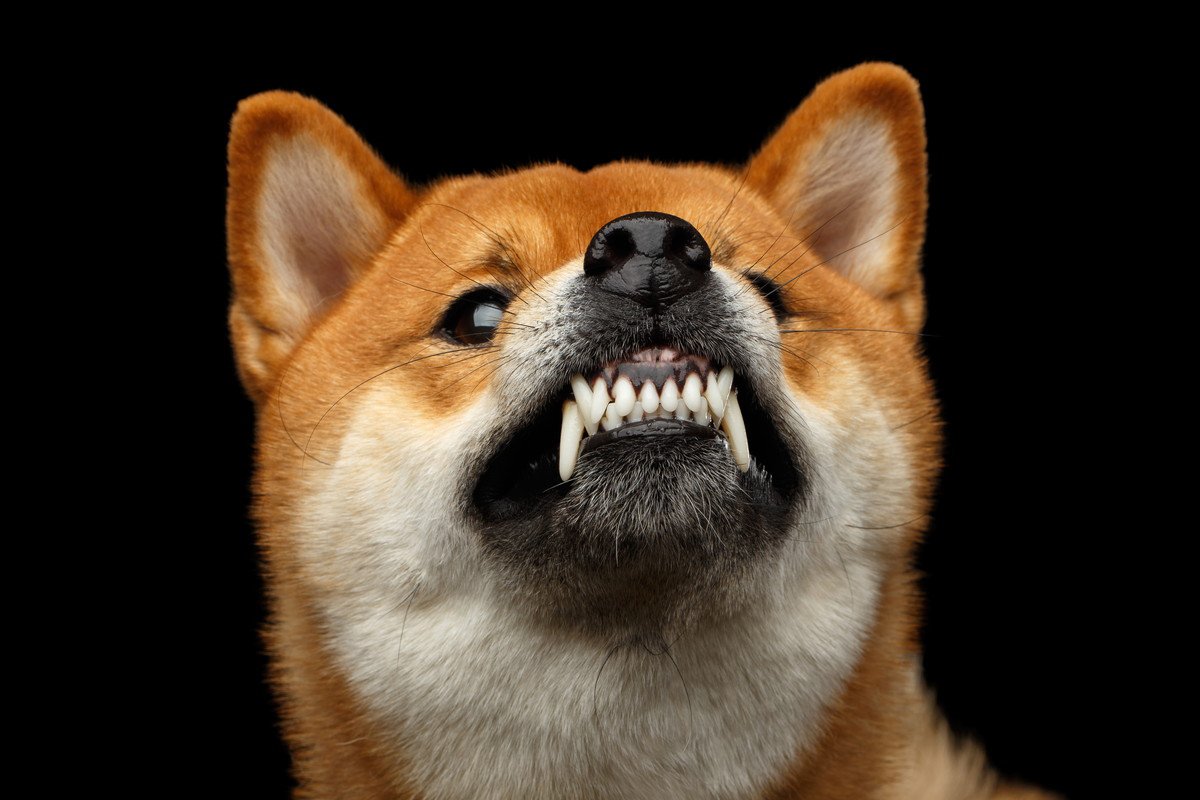 犬を落ち着かせる『便利グッズ』5つ　愛犬におとなしくしてほしいときに使えるアイテムとは？