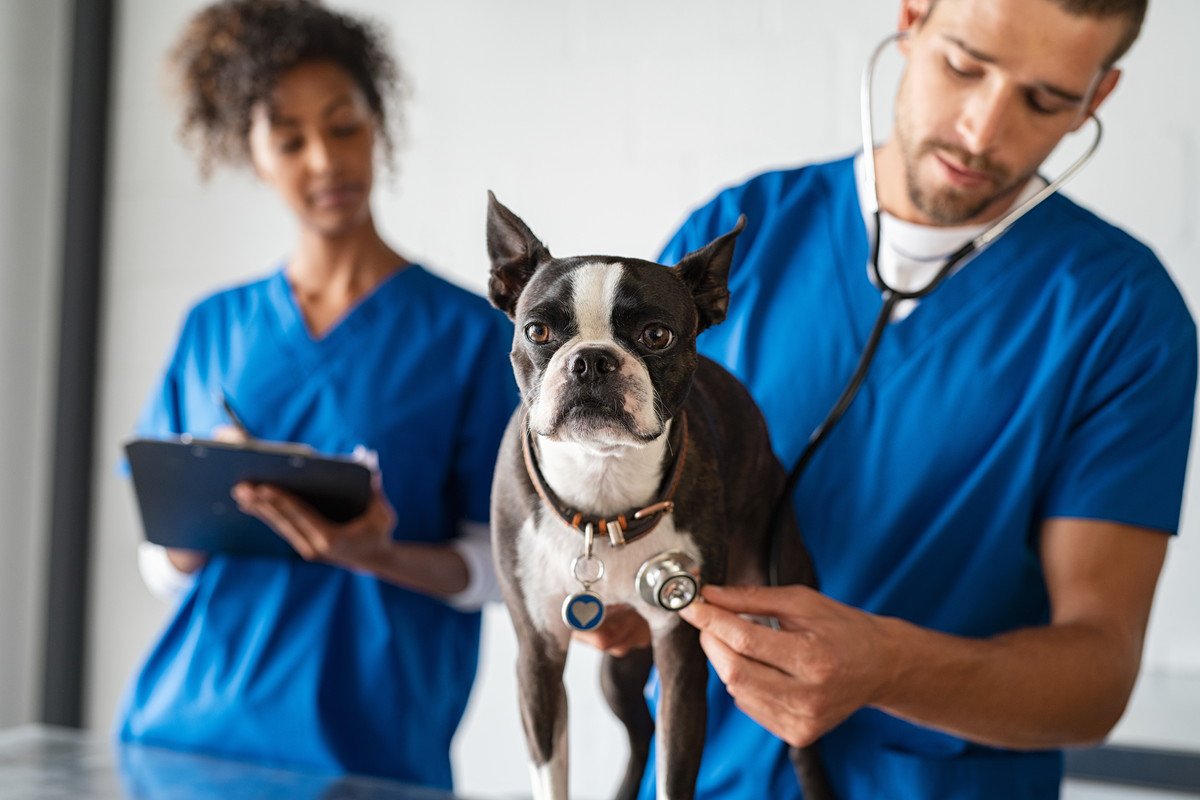 犬の獣医師やトリマーの年収ってどのくらい？犬に携わる職業の平均収入とは