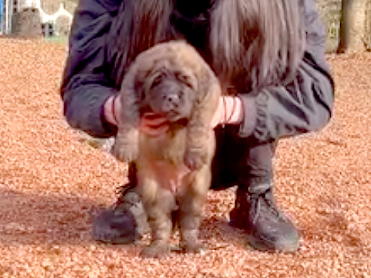 生後1ヶ月の小さな赤ちゃん犬…３年後→想像の遥か上をいく『超巨大化した衝撃のビフォーアフター』が37万再生「こんな大きくなるの！？」