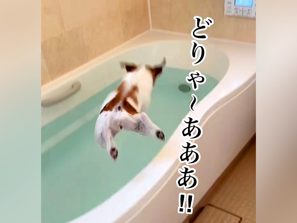 お風呂が好きすぎる犬→湯舟を見た瞬間に…想像をはるかに超える『衝撃的なダイブ』が53万再生「飛び込むスタイルｗ」「初めて見た」と大絶賛