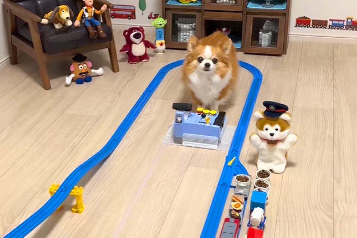 『貨物列車のおもちゃ』で遊ぶ犬→天才すぎる『本物の運転手のような腕前』に驚きと称賛の声「鉄オタ犬ｗｗ」「わたしより賢い」と29万再生