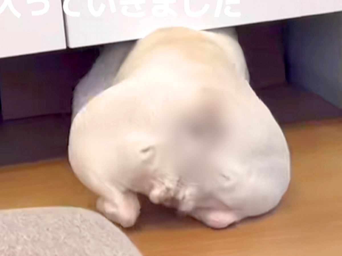 扉の下をくぐろうとする犬→まさかの悲劇が…思わず笑ってしまう『20秒後の光景』が500万再生「困り顔かわいい」「愛おしすぎるｗ」と絶賛