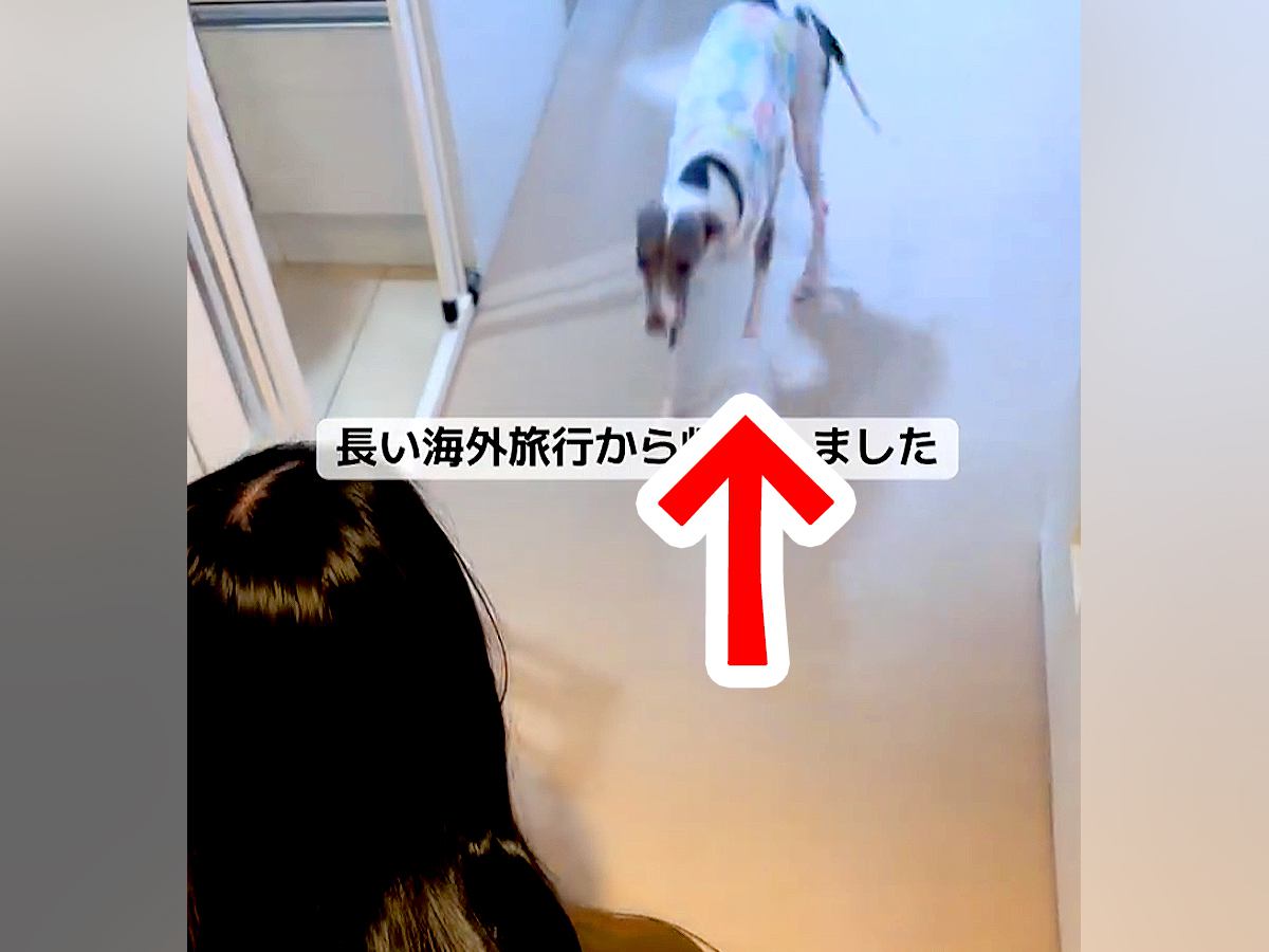 13日間の新婚旅行中、母に犬を預けた結果→『忘れられているかな』と思ったら…感動的な『再会の瞬間』に反響「寂しかったんだ」「耳かわいい」