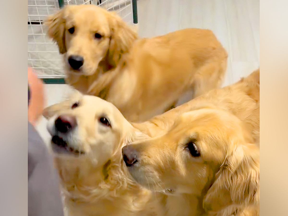 パパとママが『大型犬３頭の名前を呼んだ』結果…コントのような『態度が違いすぎる光景』が61万再生「全員同じ名前で草」「可愛いｗ」と爆笑