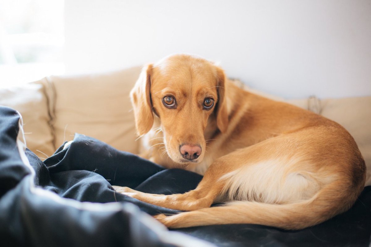 犬の注意すべき『寝方』４つ　病気・怪我をしている場合の眠り方や対処法まで