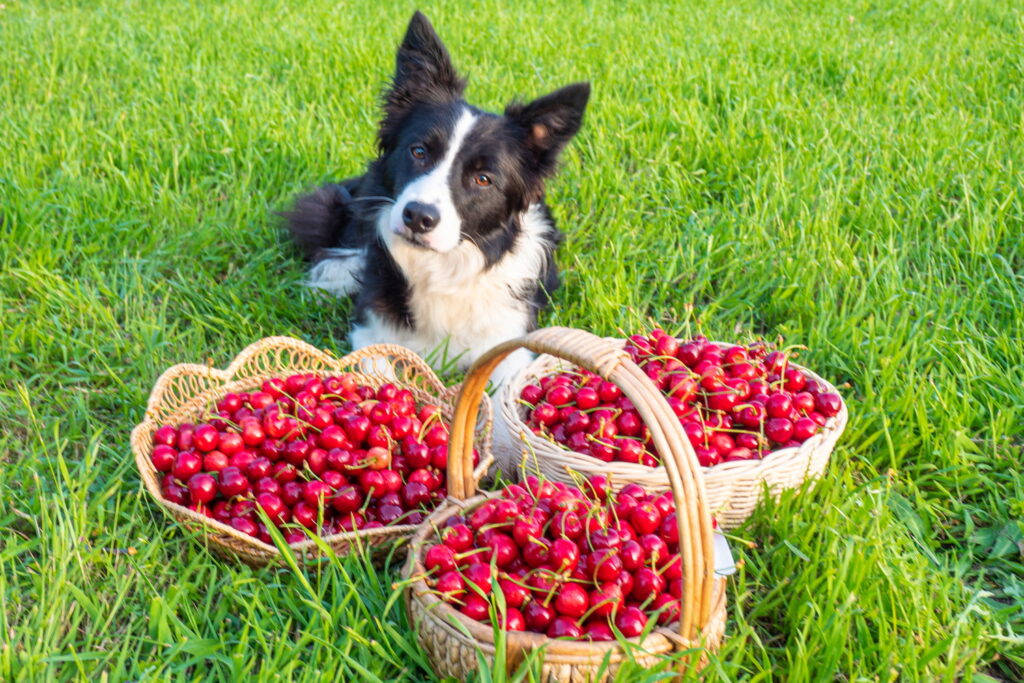犬はさくらんぼを食べても大丈夫？安全な与え方や適量、種の危険性を解説