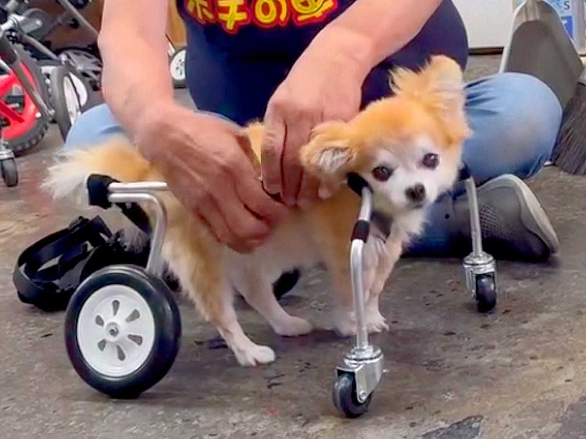 16歳のおばあちゃん犬に『オーダーメイドの車椅子』をあげた結果…思わず涙が出る『感動的な反応』に反響「笑顔に…」「お散歩楽しんでね」