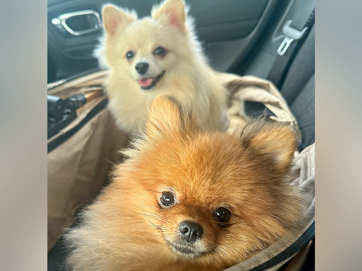 まるで小さな子供？『ドッグランに向かう犬』と『家に帰る時の犬』を比較した光景に18万いいね集まる「人間と一緒ｗｗ」「可愛すぎ」と大絶賛