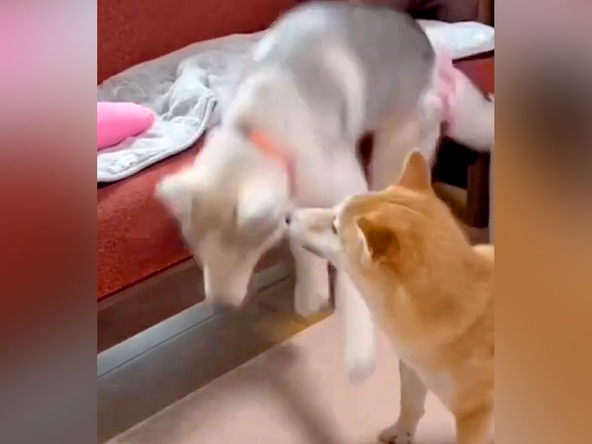 ソファから何度も落ちるハスキー犬→『成長前』と『成長後』を比較した光景が14万再生「何回落ちてもびっくりした顔するの好き」「可愛すぎる」