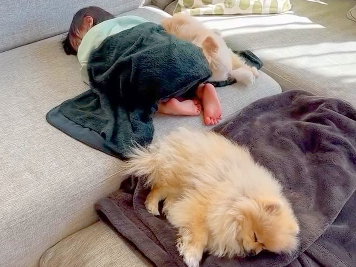 赤ちゃんが体調不良になったら、２匹の犬が…心温まる光景に「尊すぎます」「幸せ空間」と２万再生の反響