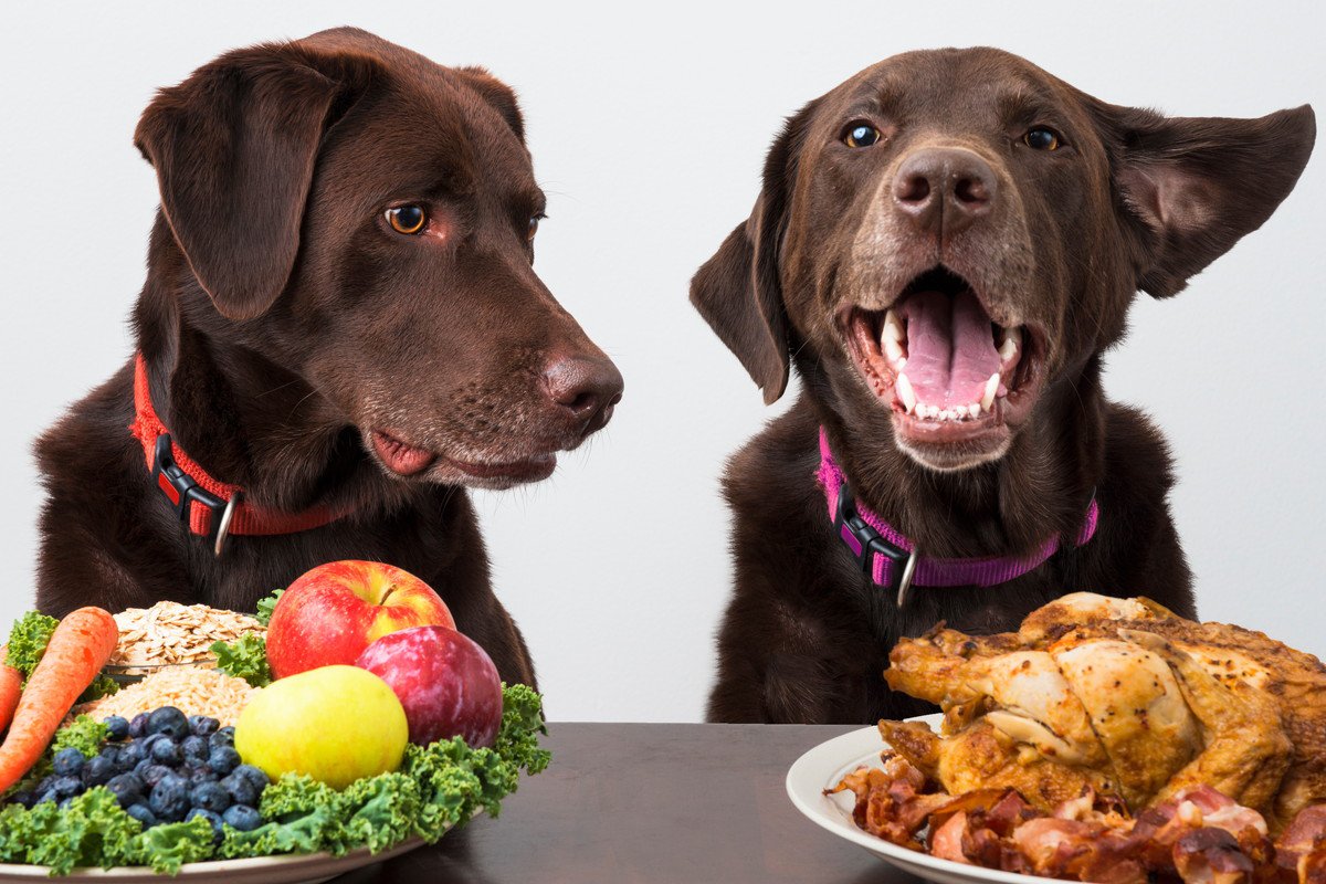 犬が過剰に接種すると危険な『栄養素』5選　食べすぎてしまった場合の悪影響とは？