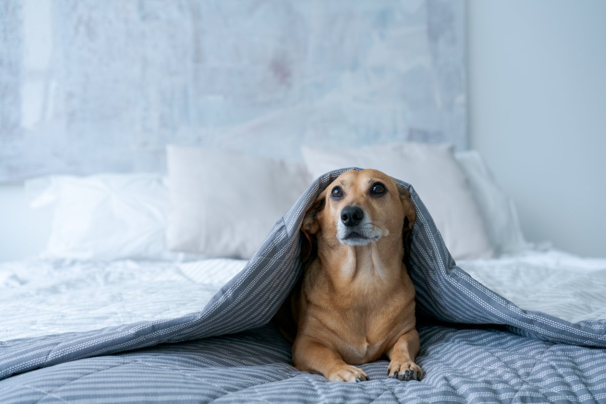 犬が『悲しそうに鳴く』理由7選　愛犬が訴えていることとは？飼い主がすべき接し方まで解説