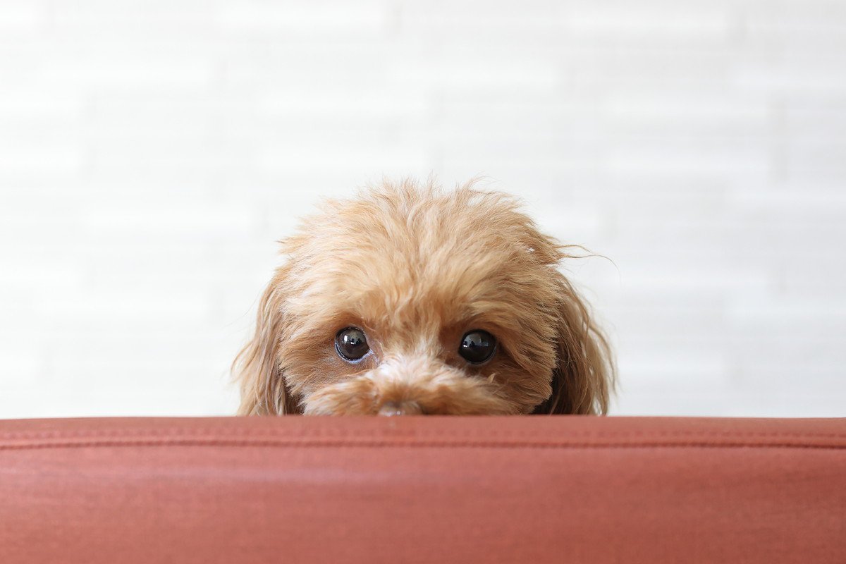 犬が『離れた場所から見てくる』心理5選　なぜ近づいてこないの？間違った対応まで解説