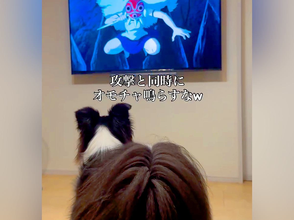 犬と一緒に『もののけ姫』を観ていたら、戦闘シーンで…全く集中できない『まさかの行動』が198万再生「加勢してて草」「口に力が入るのかｗ」