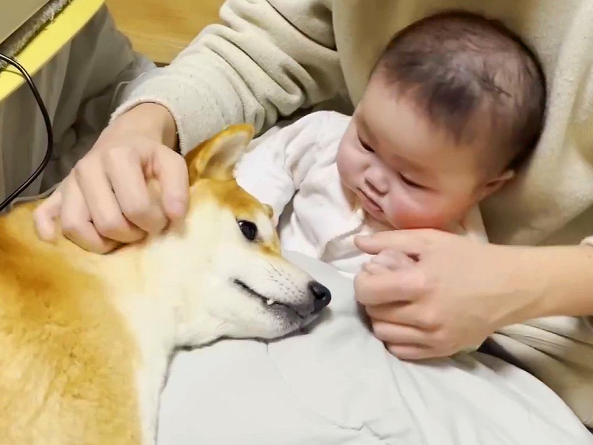 溺愛する赤ちゃんと離れ離れになった犬→１週間ぶりの再会を果たした瞬間…あまりにも尊い『お互いの行動』が50万再生「可愛いが大渋滞」と絶賛