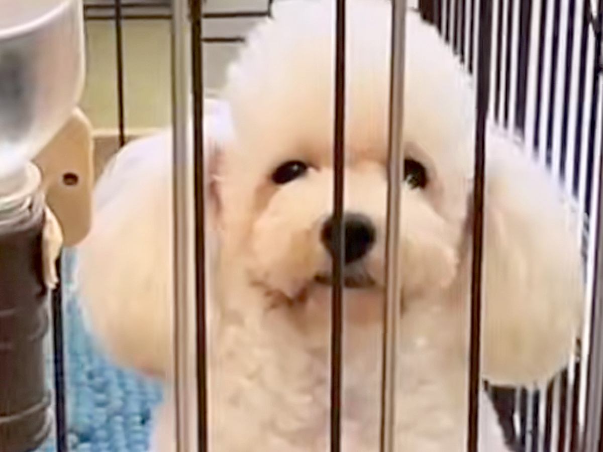 学校で仕入れられ『使えない』と売りに出された犬→ケージの中がすべてで…３年後の『泣ける光景』に反響「顔つきが全然違う」「感動」と６万再生