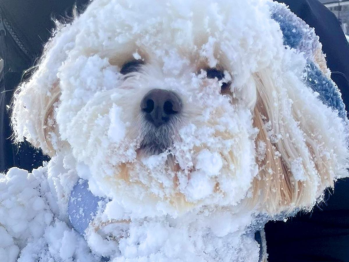 雪の中で遊びまくったら、犬が…衝撃的な『別の犬のようになってしまう光景』が1万いいね「やり切った顔で草」「凍ってる？ｗ」驚きの声も