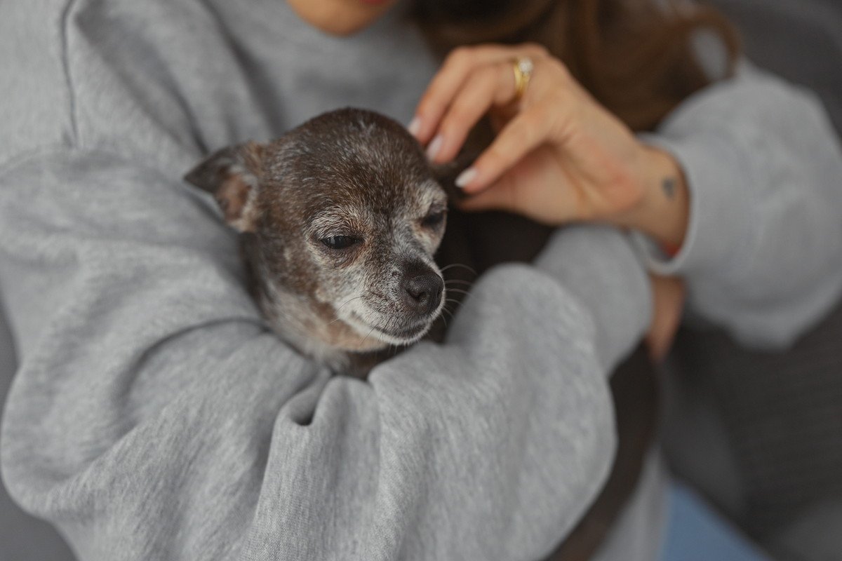 小型犬と大型犬は『シニア』になる年齢が違う？高齢になると変化する6つのポイントからケアの方法まで