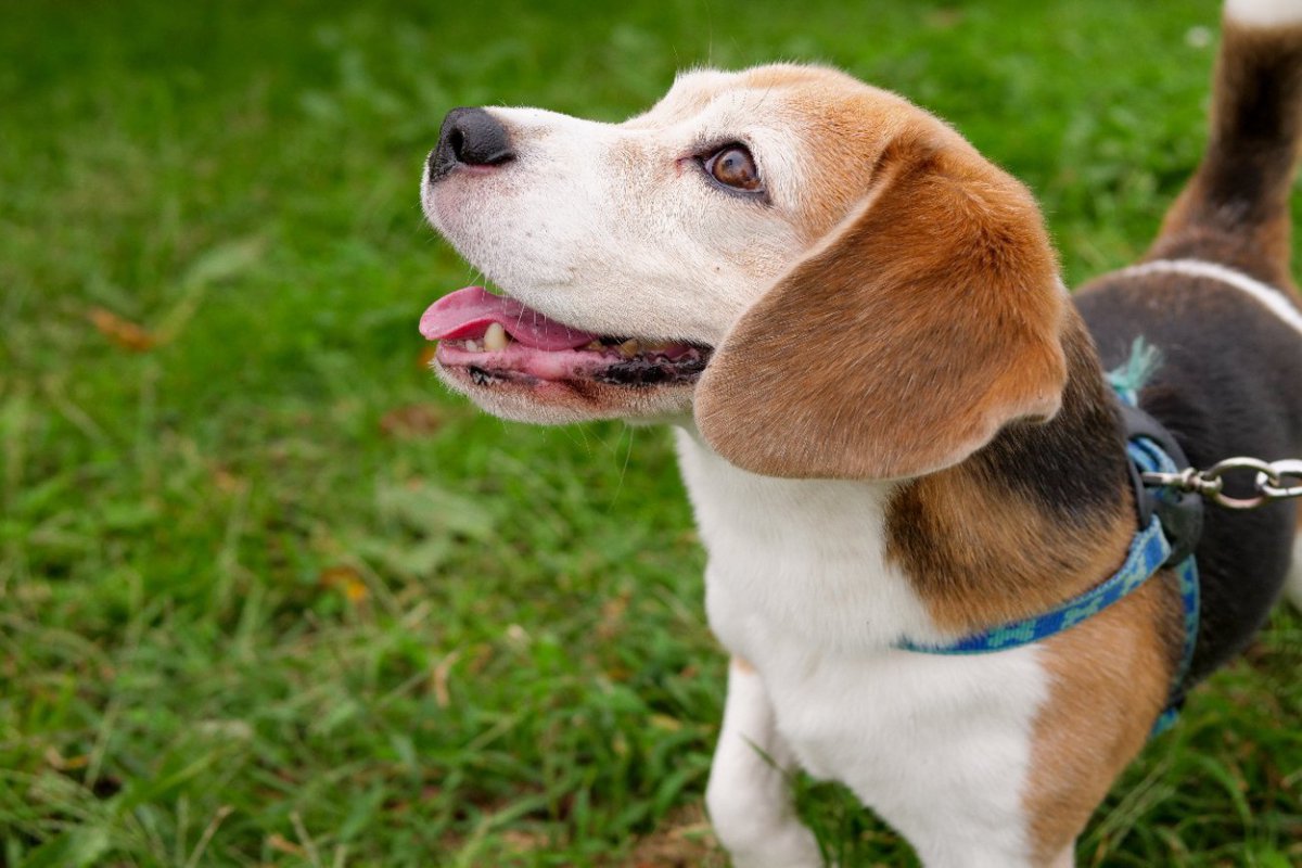 シニア犬に生き生き暮らしてもらう秘訣3つ！普段の生活に取り入れられるコツとポイント