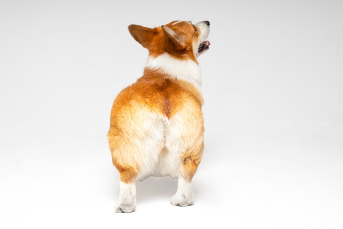 犬の『お尻』からわかる心理5選　注意が必要な行動とは？いつもと違う場合は病院へ