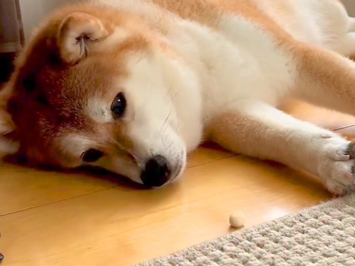 疲れて横になっている犬→目の前におやつを置いてあげた結果…想像すらしなかった『衝撃の展開』が37万再生「油断大敵ｗｗ」「はっやｗ」と爆笑