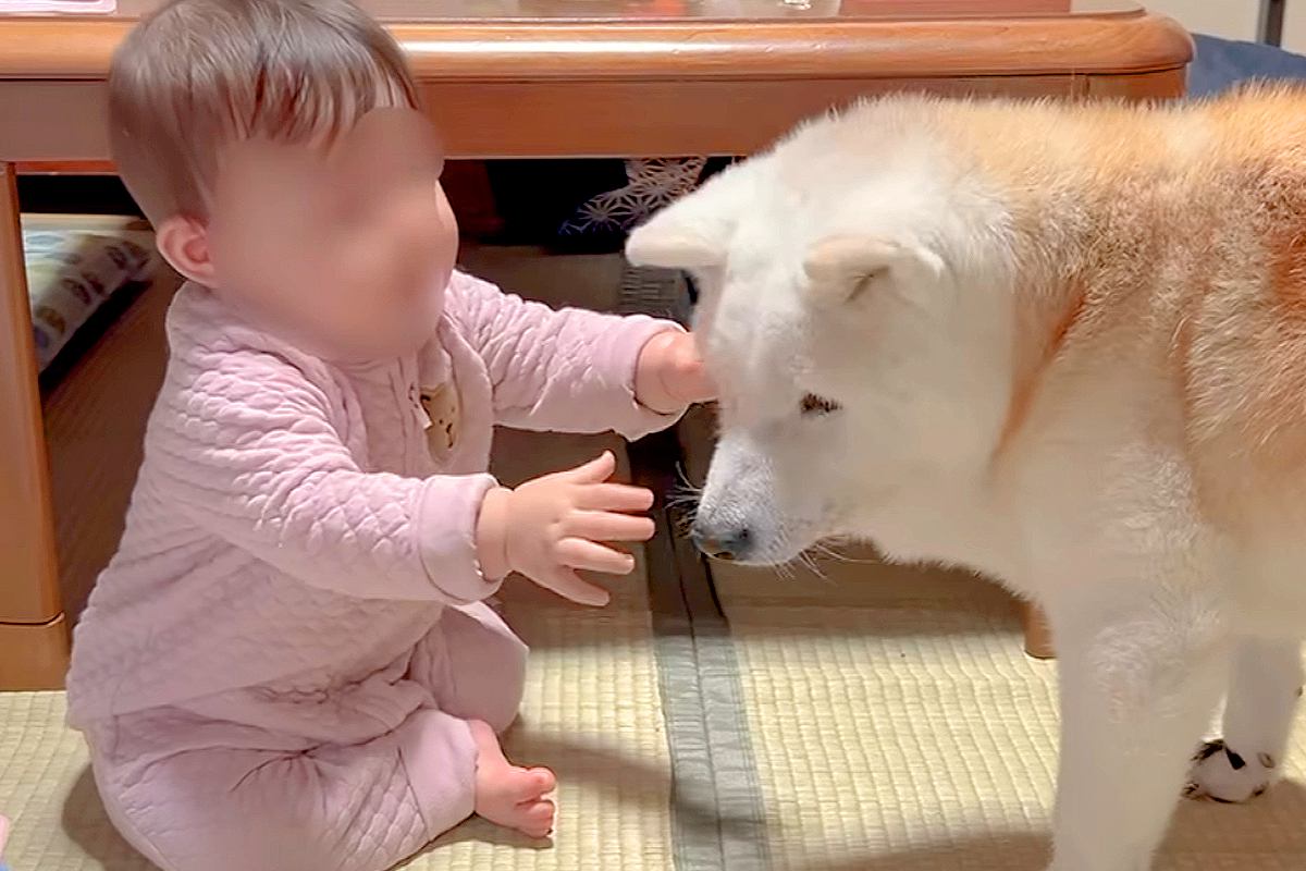 赤ちゃんが『老犬』を大好きになった結果→抱きしめようとして…あまりにも尊い『幸せなやり取り』が36万再生「愛情で溢れた空間」「癒された」