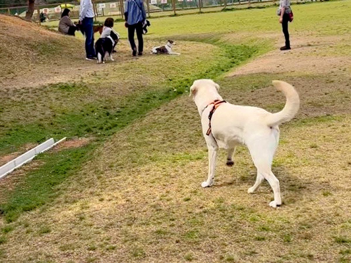 『お母さんがいない…』ドッグランで隠れてみたら…"家族を探す大型犬の姿"に17万7000再生の反響「天然なのかな？ｗ」「愛おしすぎる」