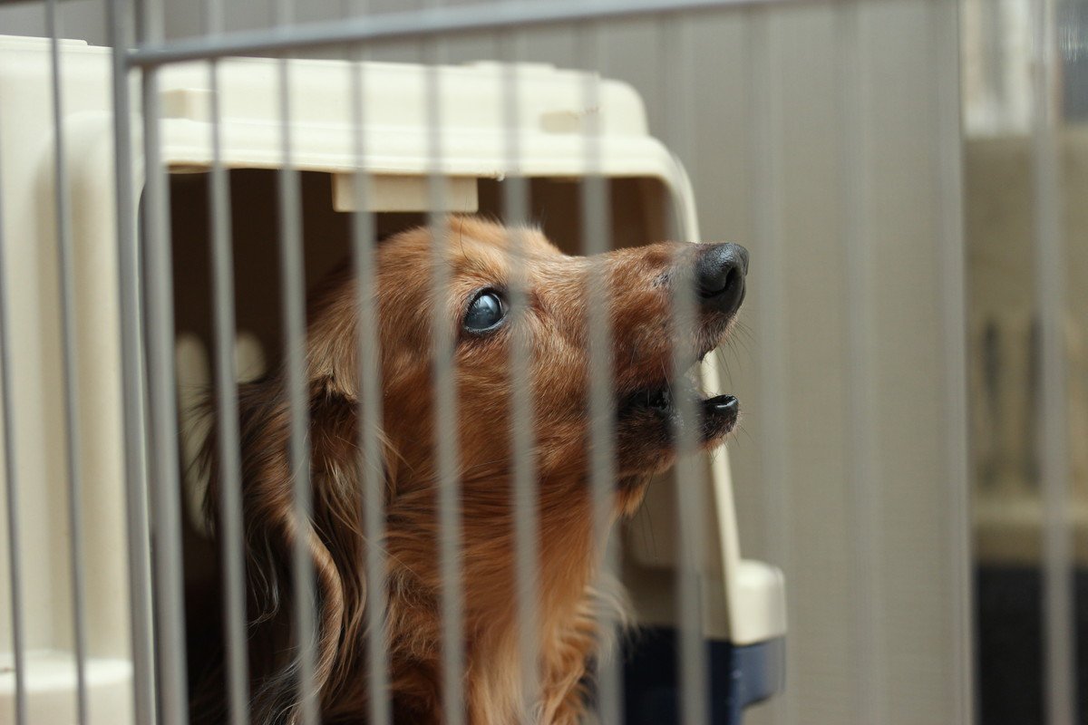 愛犬の夜鳴きで考えられる4つの原因とは　それぞれの状況に合った改善方法や対策をご紹介